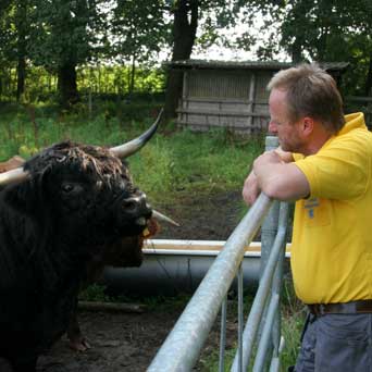 Kontakt zum Besitzer von Highland Cattle Heidgraben Horst Ermeling