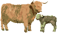Highland Cattle mit Kalb