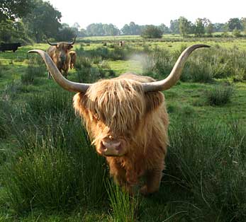 Highland Cattle in Heidgraben