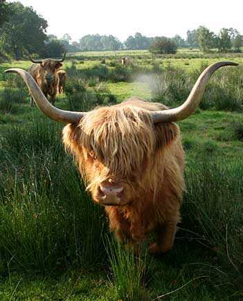 Highland Cattle haben prächtige Hörner