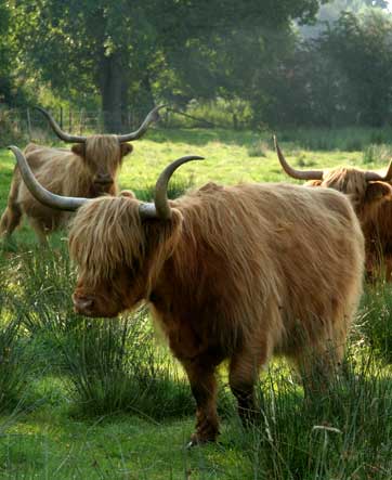 Highland Cattle auf dem Gelände in Heidgraben