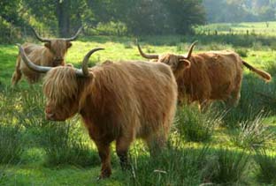 Rinder der Highland Cattle Herde Heidgraben