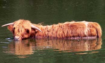 Highland Cattle in Heidgraben - auch wasserscheu sind die Tiere nicht.