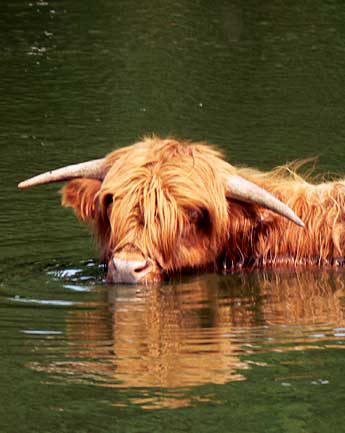 Highland Cattle im Teich auf dem Gelände Heidgraben